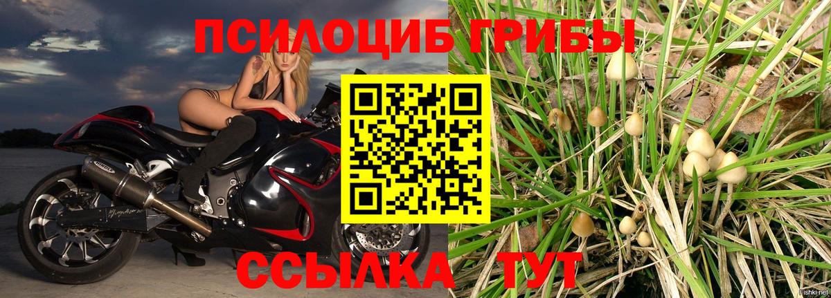 Псилоцибиновые грибы Cubensis  Вход с VPN  Ухта 
